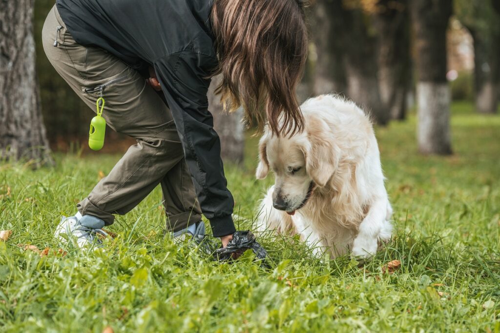 Pourquoi Mon Chien Mange Son Caca