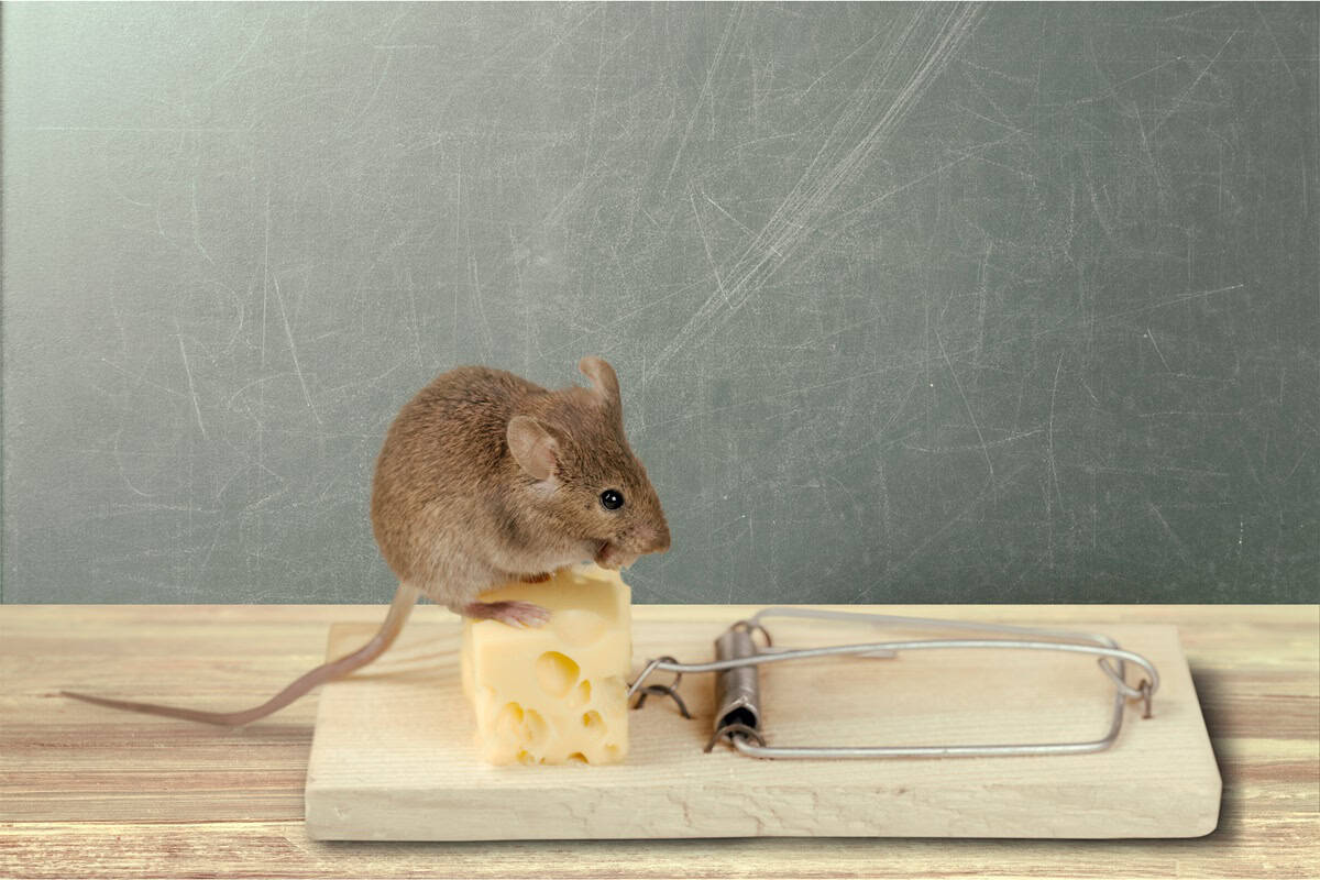 piège à souris dans un appartement